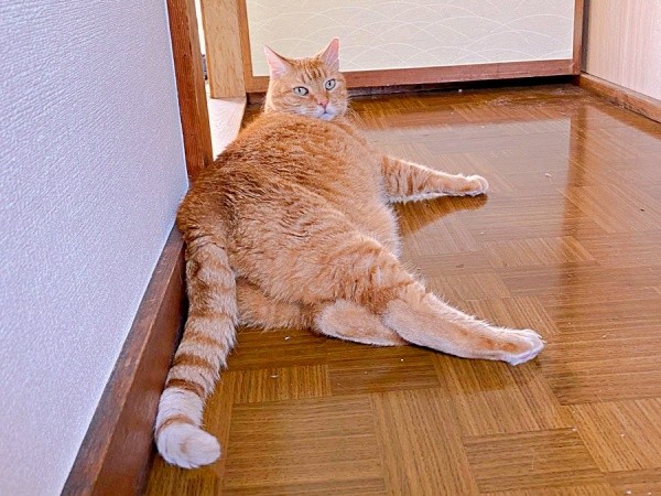 超甘えん坊で人懐こいマメちゃん（画像提供：きくこさん）