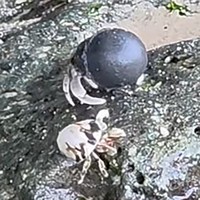 同じ海岸には、普通の貝殻を背負ったヤドカリも／okinawanlifeさん（@akemi74rocks）提供＝画像をトリミングしています