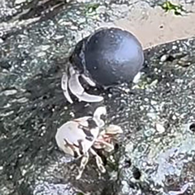 同じ海岸には、普通の貝殻を背負ったヤドカリも／okinawanlifeさん（@akemi74rocks）提供＝画像をトリミングしています