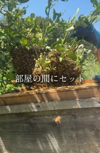 蜂球を木製の巣箱の部屋の間にセット／借金1億農業ガール（保條）さん（@1okugal）提供