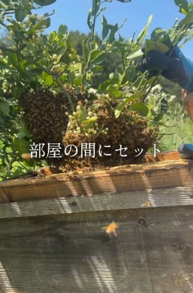 蜂球を木製の巣箱の部屋の間にセット／借金1億農業ガール（保條）さん（@1okugal）提供