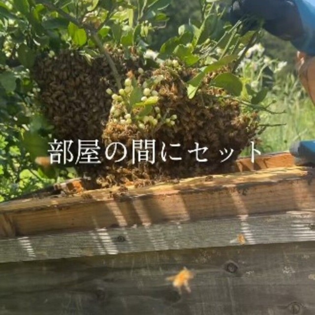 蜂球を木製の巣箱の部屋の間にセット／借金1億農業ガール（保條）さん（@1okugal）提供