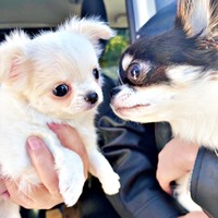 お兄ちゃんと初めて会ったときの弟くん（左）（画像提供：チワワのお姉ちゃんとお兄ちゃんと弟くん）