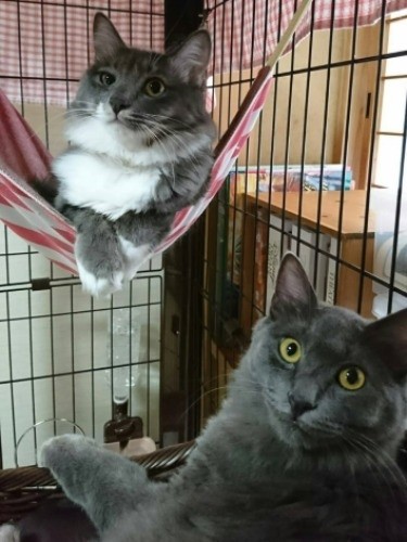 若くて元気なシャンパンとウイスキー