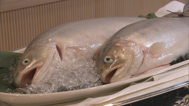 JR四国の養殖サーモン｢ミルクサーモン｣