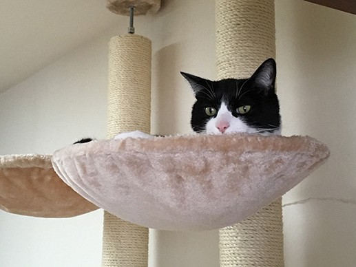 猫の問題行動、病気やストレスがもとのことも　まず原因の分析を