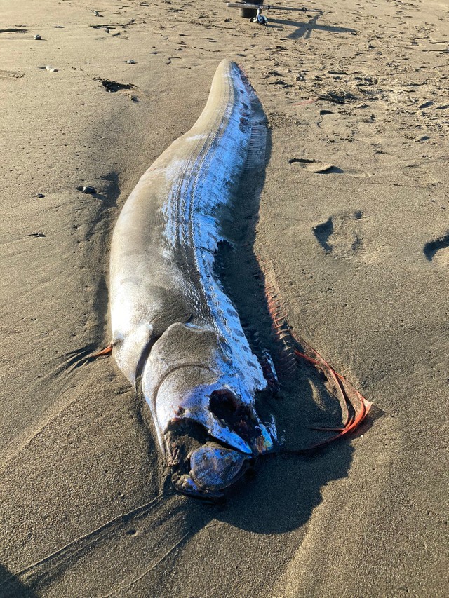 湘南の海岸にリュウグウノツカイが打ち上げられ話題に（たま勤王党さん提供）