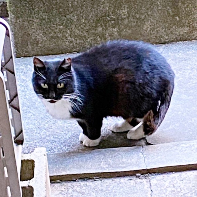 出会ったころ、飼い主さんを見つめるママちゃん（画像提供：うにねこさん）