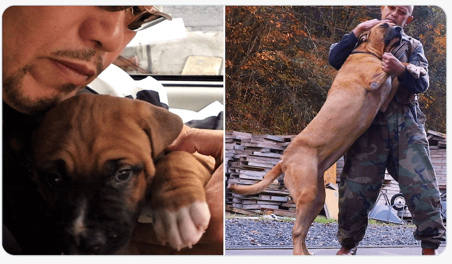 子犬の頃に保護された土佐犬の女の子、ひめちゃんのビフォーアフター。大きくなっても甘えん坊姫（画像提供：一般社団法人「ワニガメ生態研究所」）