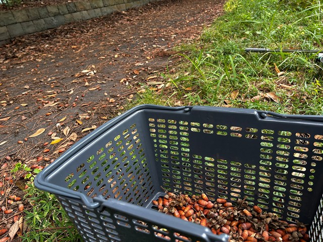 どんぐり採集の様子（宮原悠さん提供）