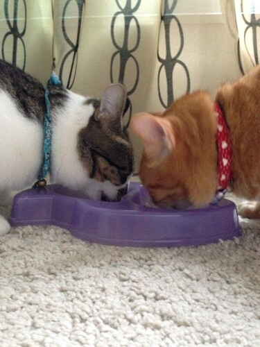 カブは、いきなりオネエに飛びついて嫌われたけど、みかん（右）にはとにかく優しく面倒を見てもらった（真美さん提供）