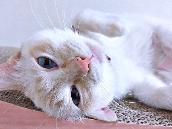 2019年3月、ゴロンと寝そべるひなたちゃん（画像提供：hinataさん）