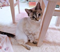 いたずら発見時のルナちゃん（画像提供：ひよぷー UNIRICOさん）