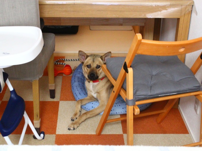 机の下が定位置？