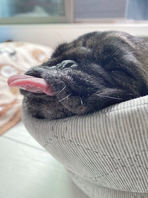 パグの可愛いところ詰まってる 繁殖引退犬の写真が話題 美しすぎる横顔 鼻ぺちゃどころか埋まってる まいどなニュース