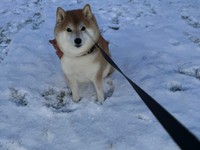 まだ帰りません、と拒否柴を発動する姿も可愛いハルちゃん（動画よりキャプチャ、画像提供：柴犬ハルさん）