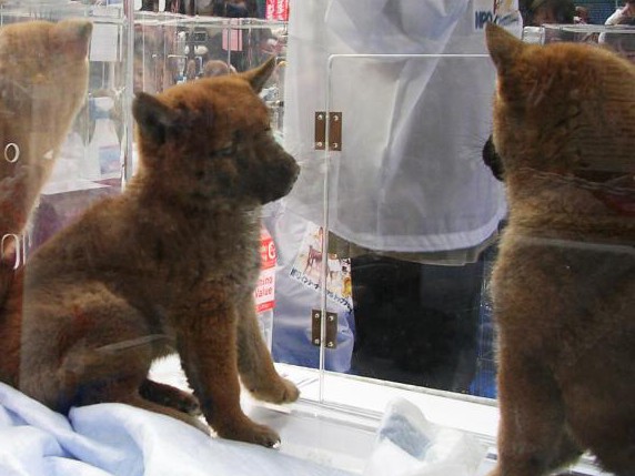 隔週木曜は「捨て犬の日」　行政と流通が身勝手を生む③