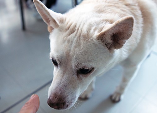 「おやつは？」