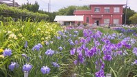 かわつ花菖蒲園（坂出市・2024年の様子）