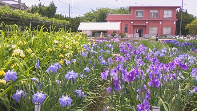坂出市「かわつ花菖蒲園」　2026年の一般開放を最後に閉園へ　物価高騰や違法駐車の増加を背景に　香川