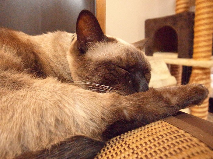 今日は、雨降りだからまったり