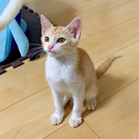 2020年7月、家族になった茶々くん（画像提供：茶々のちニャンキー時々ガブ男（猫垢）さん）