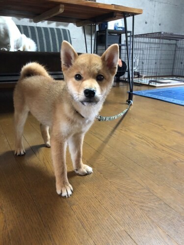 家にきたころの「つくね」