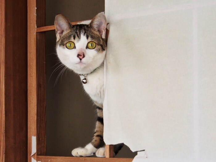 不意の客に、ちょっと警戒中

