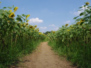 諦めかけていた地球温暖化。だけど、私も微力ながらも力になりたい