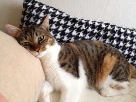 「こんな幸せな猫はいないぞ」　動物嫌いの父のひと言で悲しみから抜け出せた