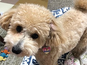 新しい首輪をつけてもらったワン　トイプードル「うみ」