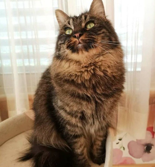 かりんとう色のかりんとうくん