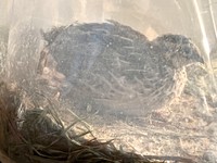 すっかり成鳥の顔をしたうずら