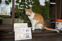 総本殿の受付カウンターはお気に入りの場所のひとつ