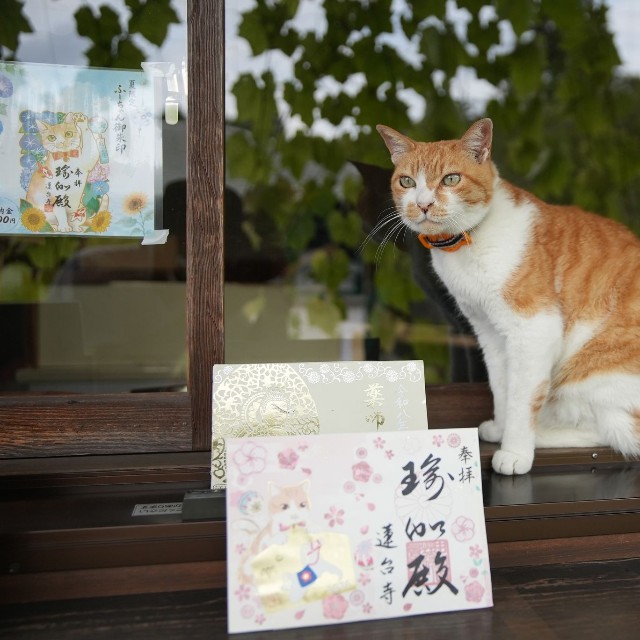 総本殿の受付カウンターはお気に入りの場所のひとつ