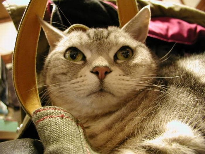 なぜかカバンが大好きだったココ