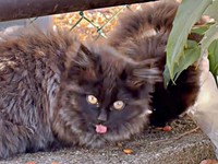 公園で寄り添って暮らしていた姉妹猫・ちゃこちゃん、ちょこちゃん（画像提供：Li  2匹の保護猫と日常さん）