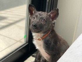 ４匹の保護犬つぎつぎ一時預かり　できることを１つずつ続けたい