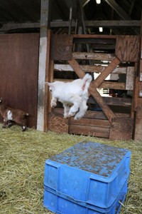 飛ぶ子ヤギ。元気いっぱい！