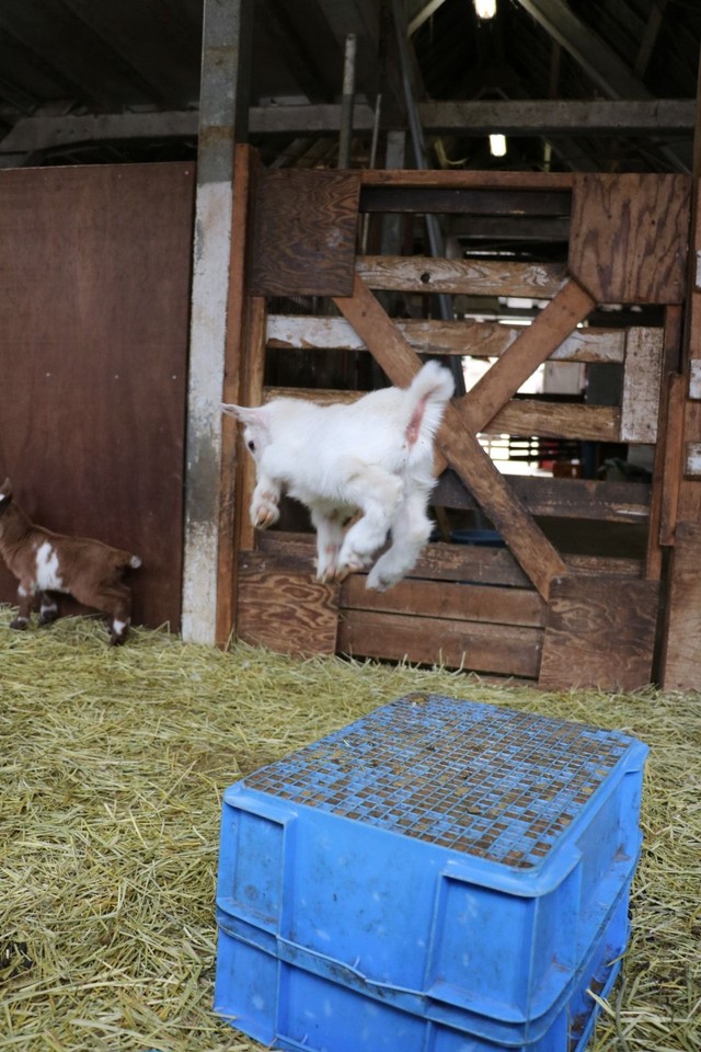 飛ぶ子ヤギ。元気いっぱい！