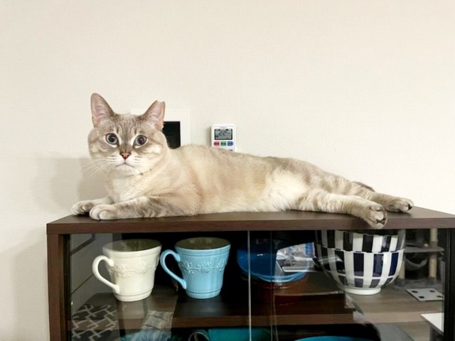 棚上でゴロンと寝そべるうるりちゃん（画像提供：うるりちゃん）