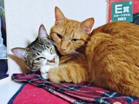 いつも一緒（左から）ティダさん、先住猫・ノアさん（画像提供：むうむうとネコさん）