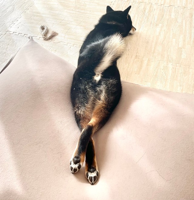 長い手足を生かしたつぶらちゃんのセクシーポーズ！/ゆら（柴犬つぶら）さん提供