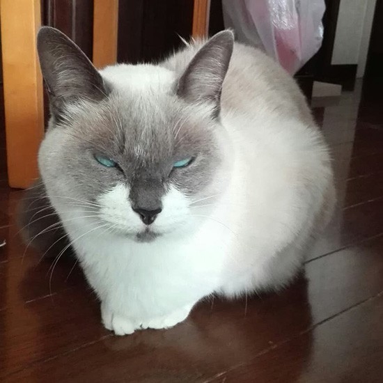 変顔してみたにゃ