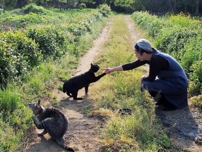 住職夫人貴久代さんと野道で遊ぶ猫たち