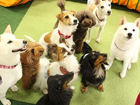 「犬の幼稚園」ってどんな所？　犬たちが生き生き過ごしていた