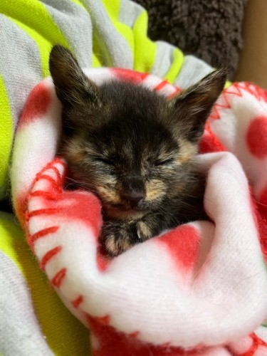 サビ猫のカスレは2019年の千葉の台風の後、親とはぐれて海岸で声をからせていたところを、一般社団法人「民間災害時動物救済本部」に保護された（知枝さん提供）　　　　　　　　　　　　　　　　