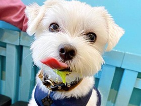 ２０２０元気で賞　マルチーズ「くーた」