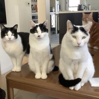 ４匹の猫さんたち。一番奥がゴンちゃん、右端がマロくん、真ん中が風太郎くん、左端がアズちゃん（こげめさん提供）