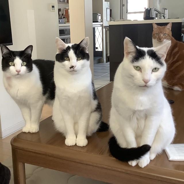 ４匹の猫さんたち。一番奥がゴンちゃん、右端がマロくん、真ん中が風太郎くん、左端がアズちゃん（こげめさん提供）